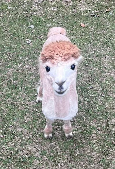 Villa Kaliazo - Riverfront Alpaca Experience Arnaud-Guilhem Prázdninový dům