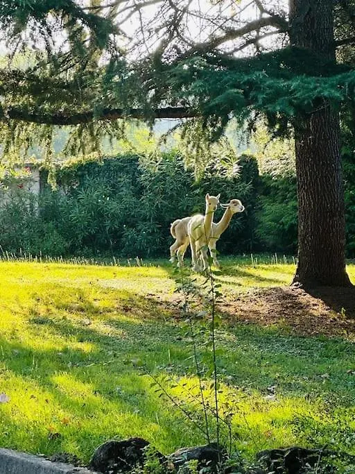 Villa Kaliazo - Riverfront Alpaca Experience Arnaud-Guilhem 0*,
